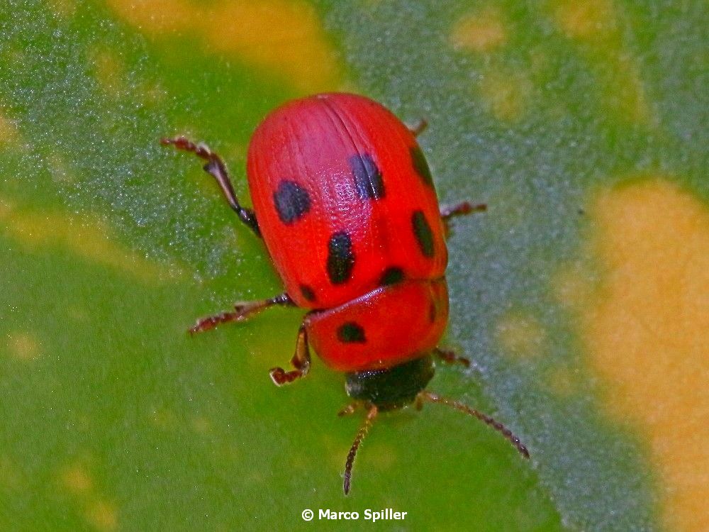 Chrysomelidae: Gonioctena fornicata